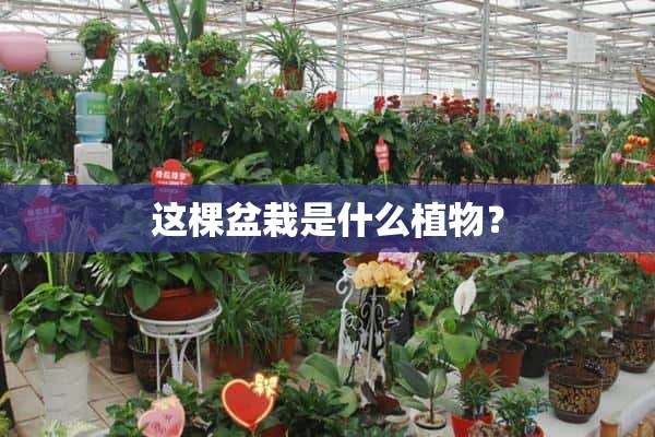 这棵盆栽是什么植物？