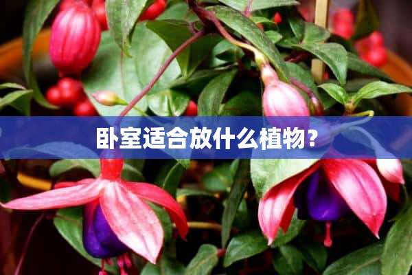 卧室适合放什么植物？