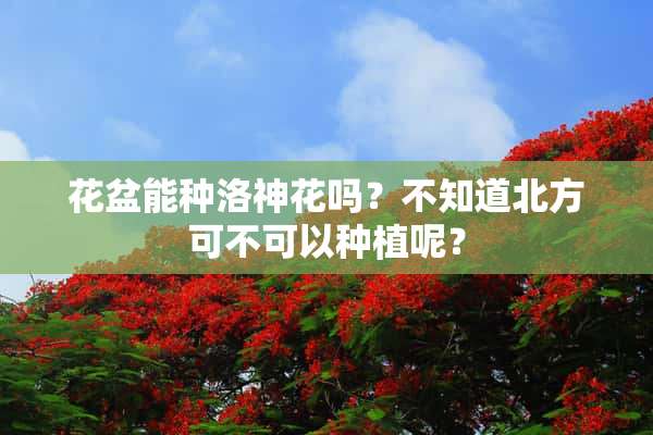 花盆能种洛神花吗？不知道北方可不可以种植呢？