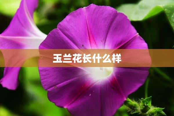 玉兰花长什么样