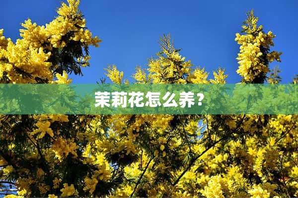 茉莉花怎么养？