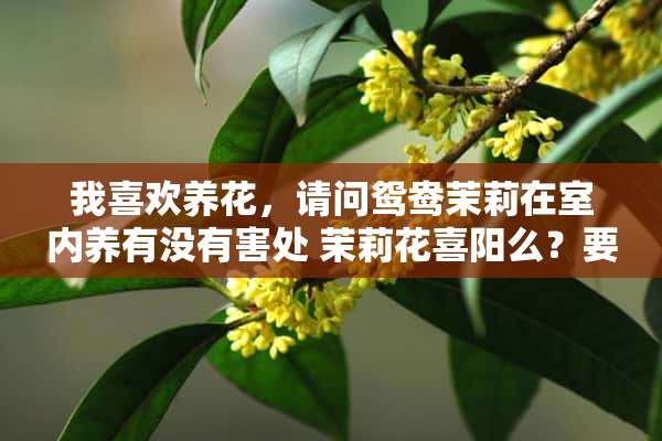 我喜欢养花，请问鸳鸯茉莉在室内养有没有害处 茉莉花喜阳么？要怎么养才好？适合放在办公室么