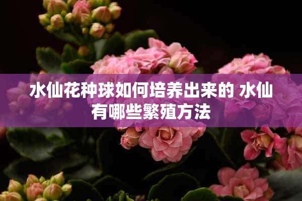 水仙花种球如何培养出来的 水仙有哪些繁殖方法