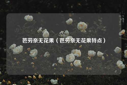 芭劳奈无花果（芭劳奈无花果特点）