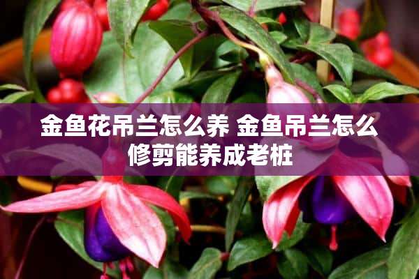 金鱼花吊兰怎么养 金鱼吊兰怎么修剪能养成老桩