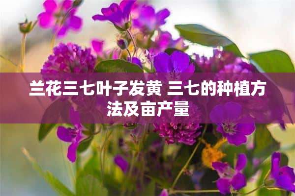 兰花三七叶子发黄 三七的种植方法及亩产量