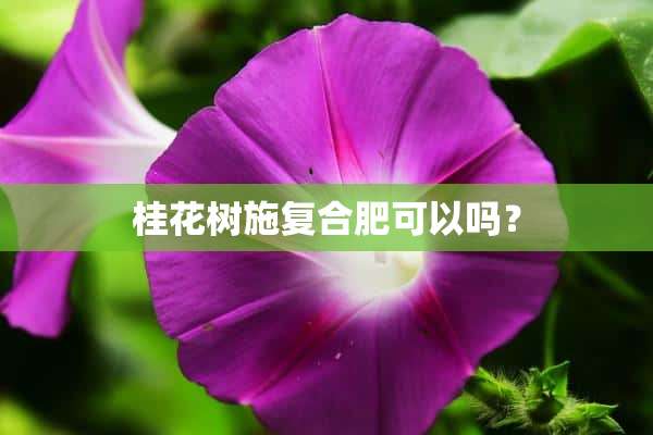 桂花树施复合肥可以吗？