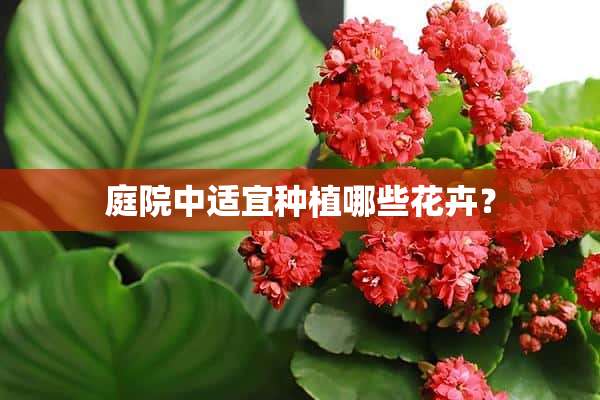 庭院中适宜种植哪些花卉？