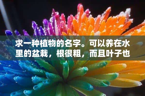 求一种植物的名字。可以养在水里的盆栽，根很粗，而且叶子也是从根里长出来的