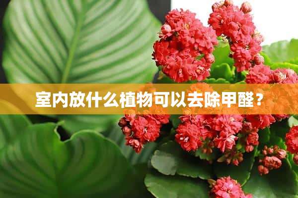 室内放什么植物可以去除甲醛？