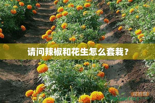 请问辣椒和花生怎么套栽？