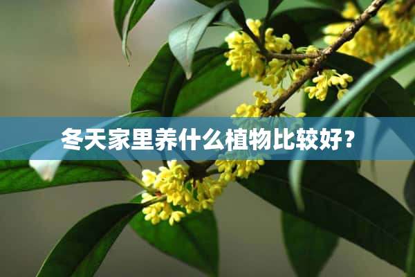 冬天家里养什么植物比较好？