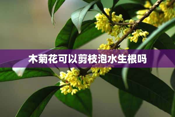 木菊花可以剪枝泡水生根吗