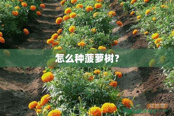 怎么种菠萝树？