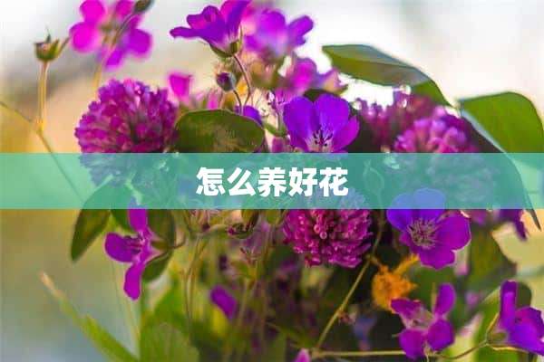 怎么养好花