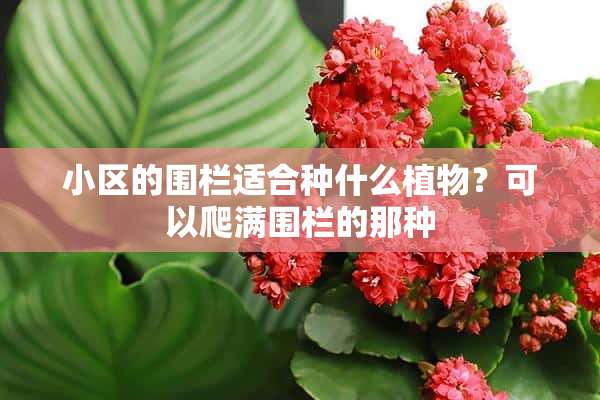 小区的围栏适合种什么植物？可以爬满围栏的那种