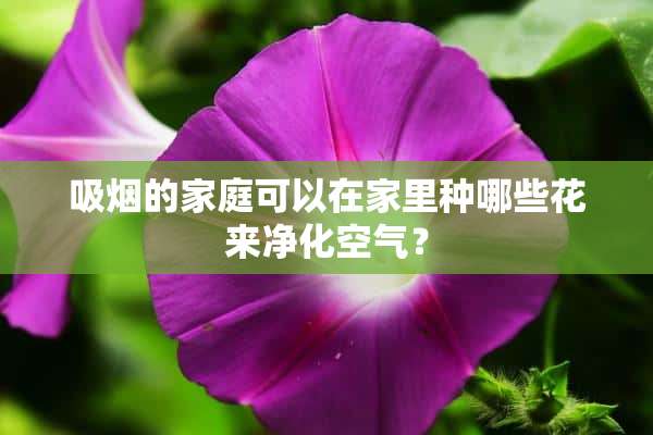 吸烟的家庭可以在家里种哪些花来净化空气？