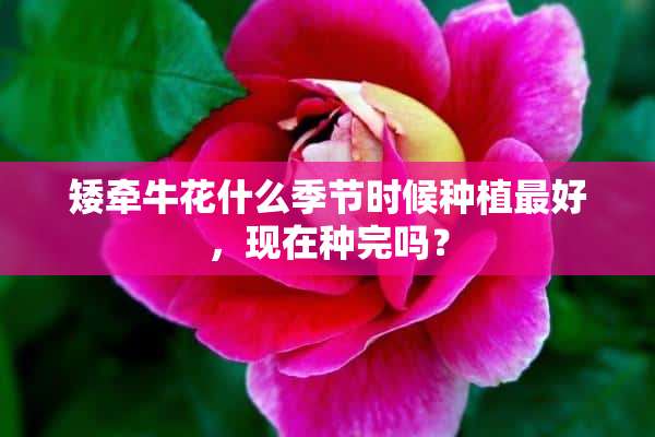 矮牵牛花什么季节时候种植最好，现在种完吗？