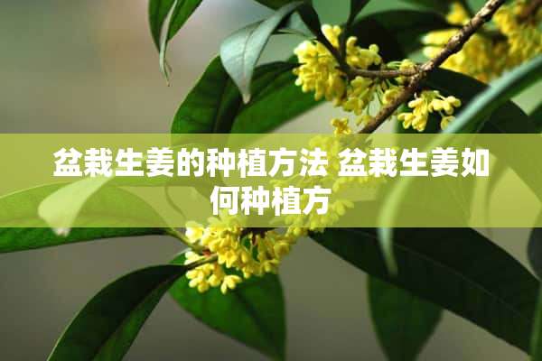 盆栽生姜的种植方法 盆栽生姜如何种植方