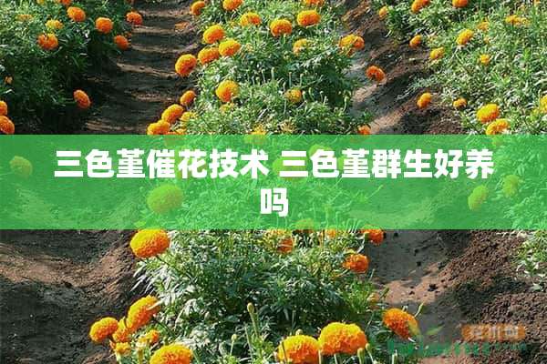 三色堇催花技术 三色堇群生好养吗