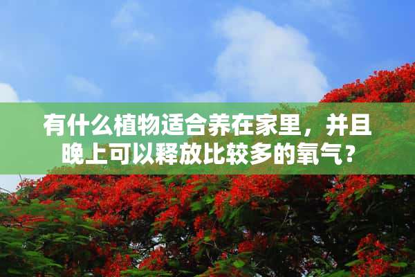 有什么植物适合养在家里，并且晚上可以释放比较多的氧气？