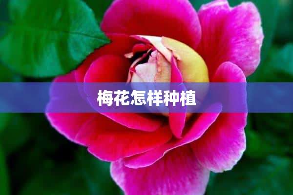 梅花怎样种植