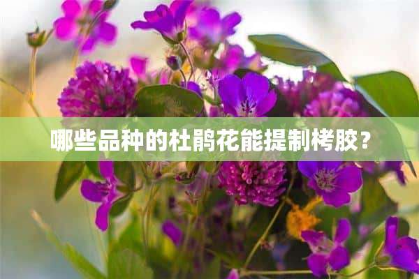 哪些品种的杜鹃花能提制栲胶？