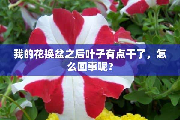 我的花换盆之后叶子有点干了，怎么回事呢？