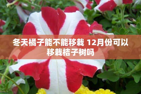 冬天橘子能不能移栽 12月份可以移栽桔子树吗