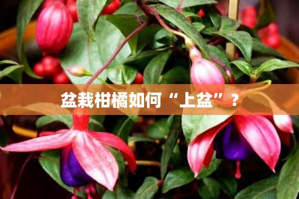 盆栽柑橘如何“上盆”？