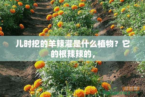 儿时挖的羊辣灌是什么植物？它的根辣辣的，