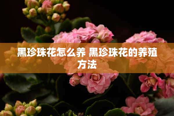 黑珍珠花怎么养 黑珍珠花的养殖方法