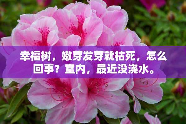 幸福树，嫩芽发芽就枯死，怎么回事？室内，最近没浇水。