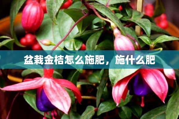 盆栽金桔怎么施肥，施什么肥