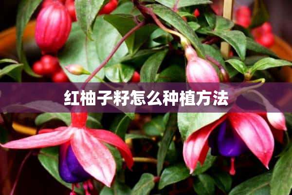 红柚子籽怎么种植方法