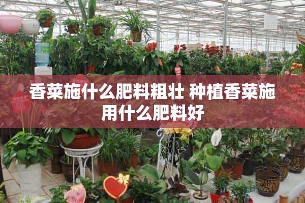 香菜施什么肥料粗壮 种植香菜施用什么肥料好