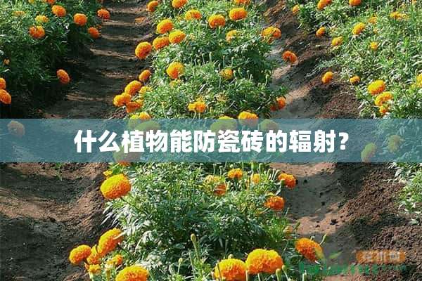 什么植物能防瓷砖的辐射？