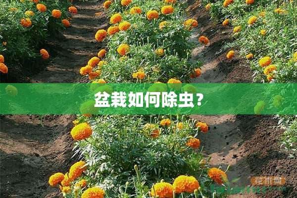 盆栽如何除虫？