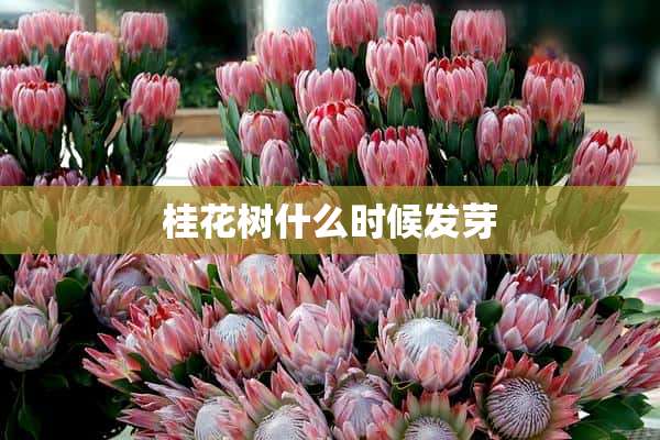 桂花树什么时候发芽