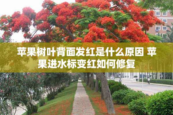 苹果树叶背面发红是什么原因 苹果进水标变红如何修复