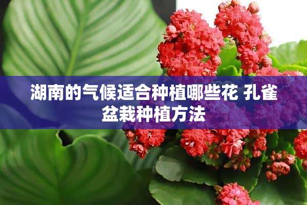 湖南的气候适合种植哪些花 孔雀盆栽种植方法