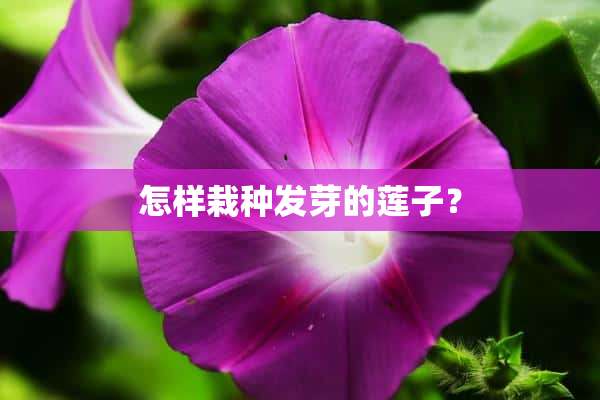 怎样栽种发芽的莲子？