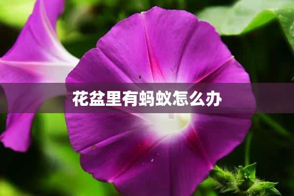 花盆里有蚂蚁怎么办