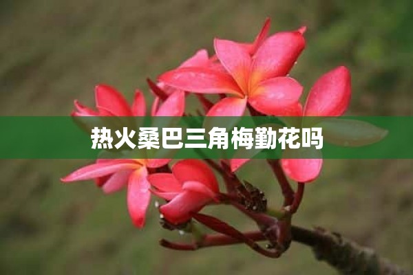 热火桑巴三角梅勤花吗