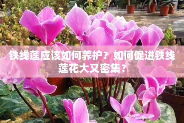 铁线莲应该如何养护？如何促进铁线莲花大又密集？