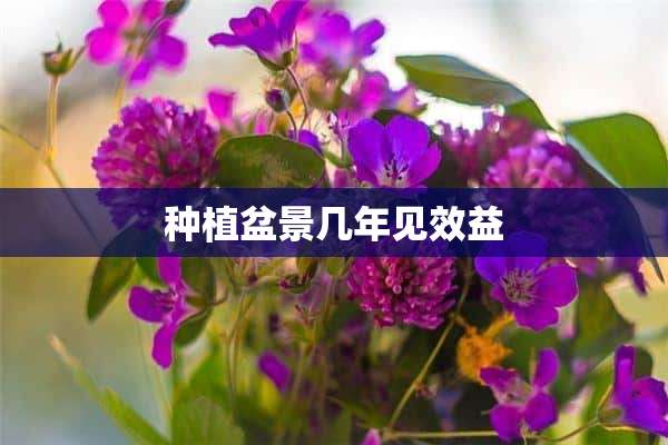 种植盆景几年见效益