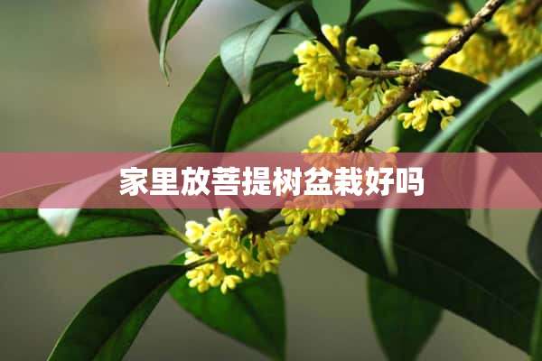 家里放菩提树盆栽好吗