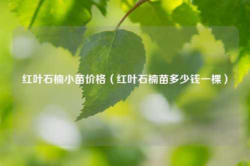 红叶石楠小苗价格（红叶石楠苗多少钱一棵） 花卉