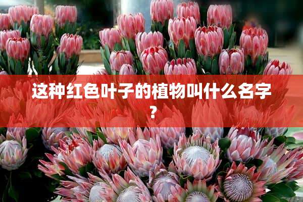 这种红色叶子的植物叫什么名字？