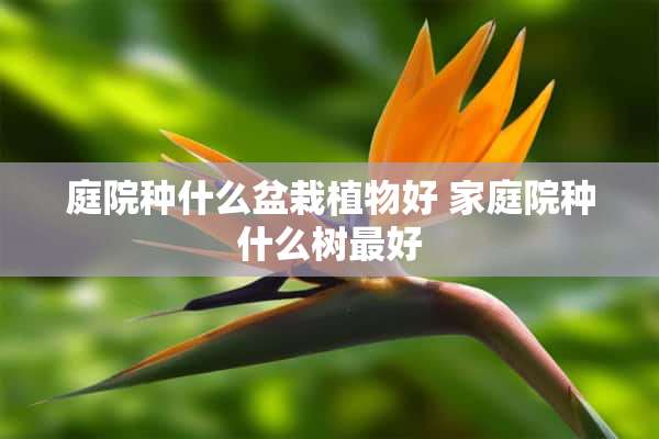 庭院种什么盆栽植物好 家庭院种什么树最好